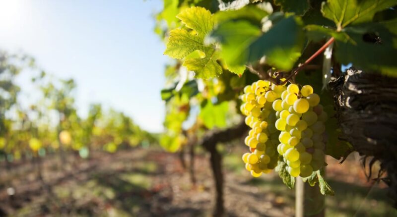 Vouvray Wine Half-Day Tour From Tours - Vouvray Wine Region Details