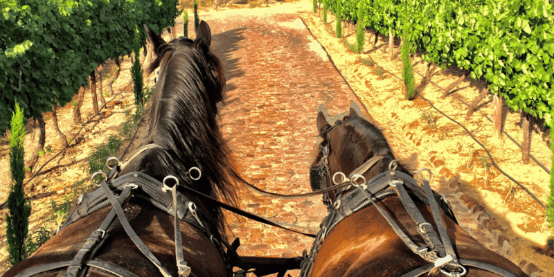Vrede En Lust Wine Estate: 2-Hour Champagne Carriage Trail - Scenic Vineyard and River Trail