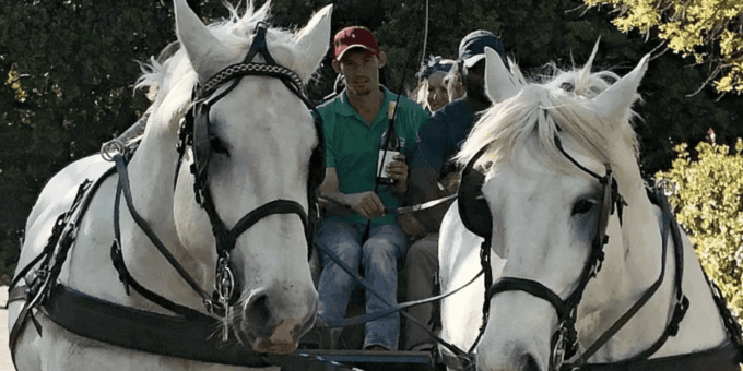 Vrede En Lust Wine Estate: 2-Hour Champagne Carriage Trail - Important Participant Considerations