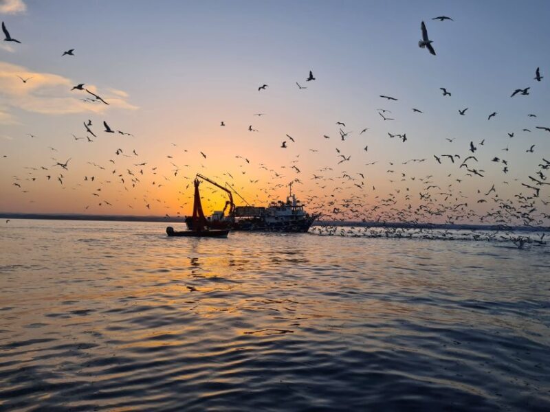 Vrsar: Dolphin Sunrise Adventure with Speedboat - Key Points