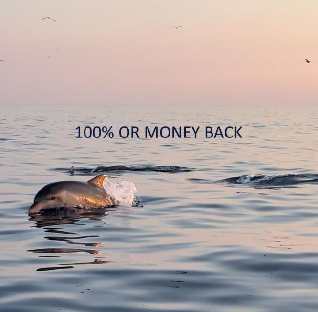 Vrsar: Dolphin Sunrise Adventure with Speedboat - Experience Quality and Value