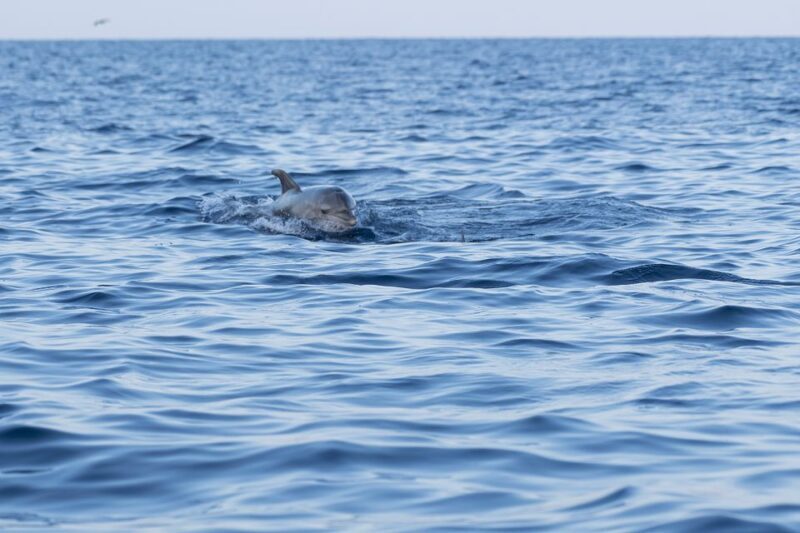 Vrsar: Dolphin Sunrise Adventure with Speedboat - Who Should Consider This Tour?