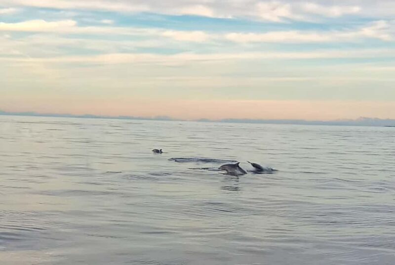 Vrsar: Dolphin Watching Boat Ride - Key Points