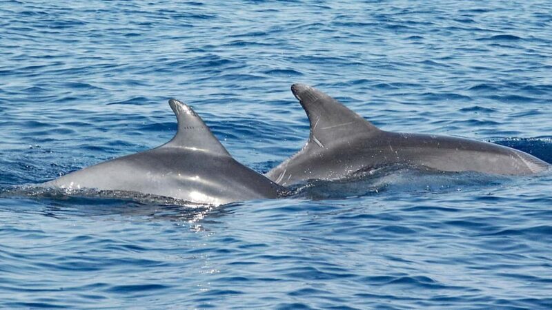 Vrsar: Dolphin Watching Boat Ride - What to Expect and How the Tour Unfolds