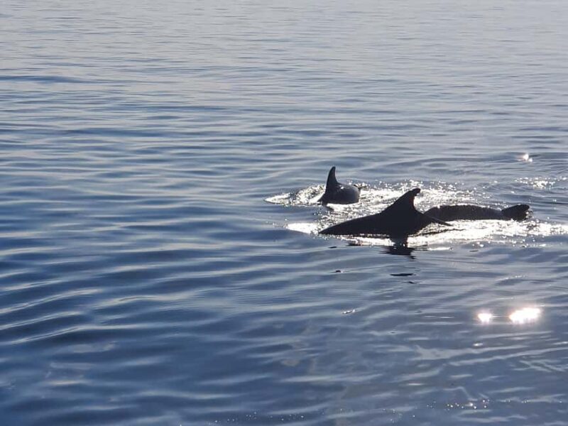 Vrsar: Dolphin Watching Boat Ride - FAQ