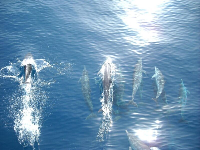 Vrsar: Dolphin Watching Boat Tour including Drinks - An Authentic Coastal Experience