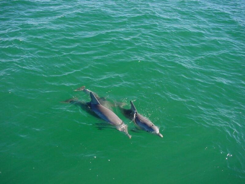 Vrsar: Dolphin Watching Boat Tour including Drinks - Practical Details and What to Bring