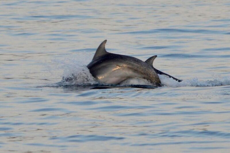 Vrsar: Dolphin Watching Boat Tour including Drinks - Secluded Bay and Swimming Breaks