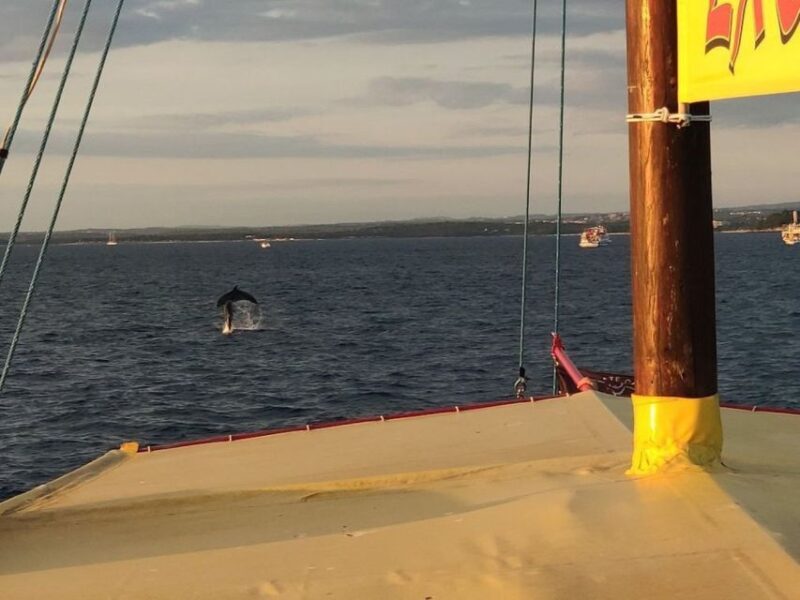 Vrsar: Dolphin Watching Boat Tour including Drinks - Who Will Love This Tour?