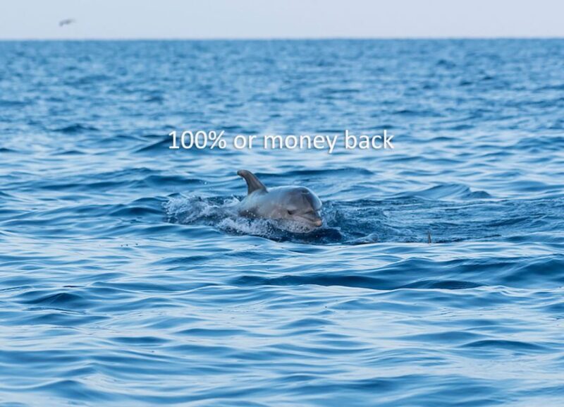 Vrsar: Dolphin-Watching Sunset Adventure with Speedboat - What You Can Expect from the Tour