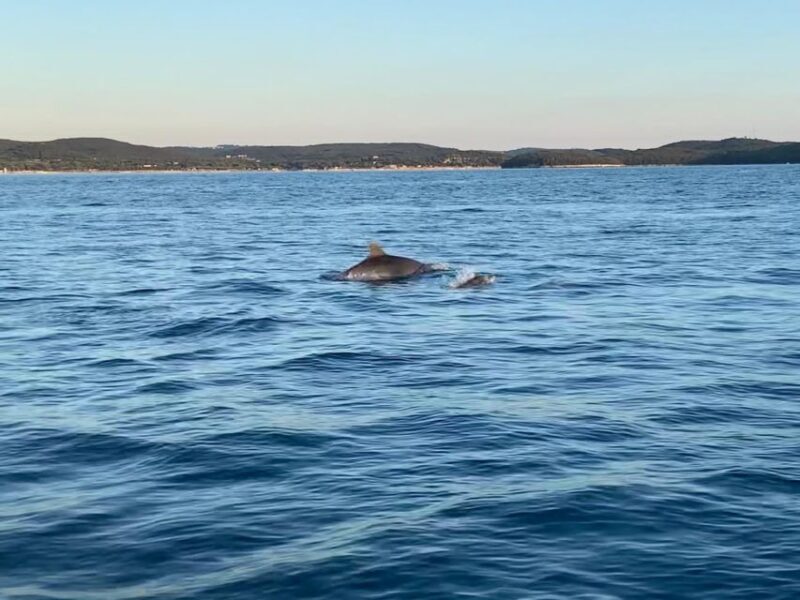 Vrsar: Dolphin-Watching Sunset Adventure with Speedboat - Final Thoughts