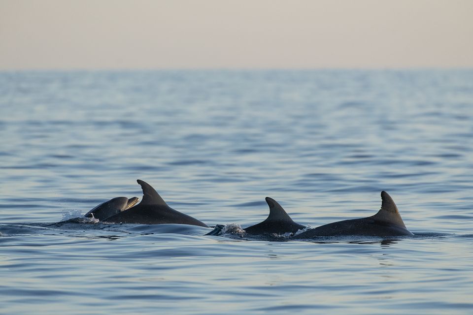 Vrsar: Dolphin-Watching Sunset Adventure With Speedboat - Key Points