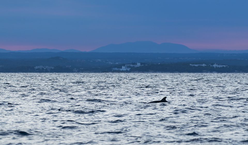 Vrsar: Dolphin-Watching Sunset Adventure With Speedboat - Meeting Point and Transportation
