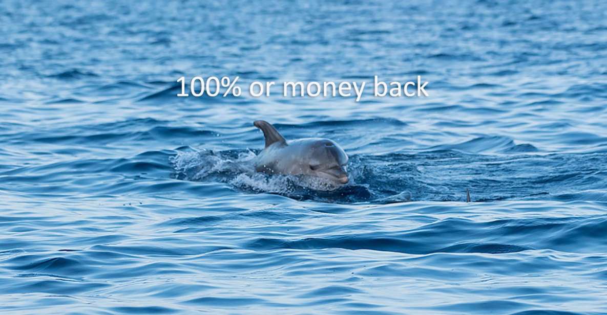 Vrsar: Dolphin-Watching Sunset Adventure With Speedboat - Getting to Vrsar Marine