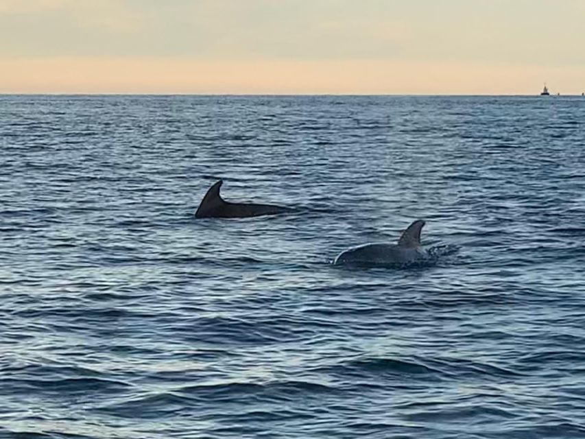 Vrsar: Dolphin-Watching Sunset Adventure With Speedboat - Booking and Cancellation Policy