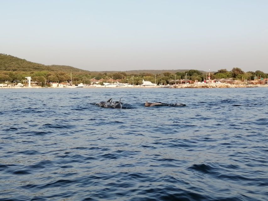 Vrsar: Dolphin-Watching Sunset Adventure With Speedboat - Frequently Asked Questions