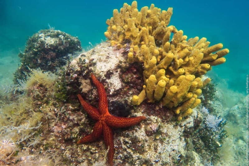 Vrsar: Try out diving including full equipment - An Authentic Dive Into the Croatian Coast