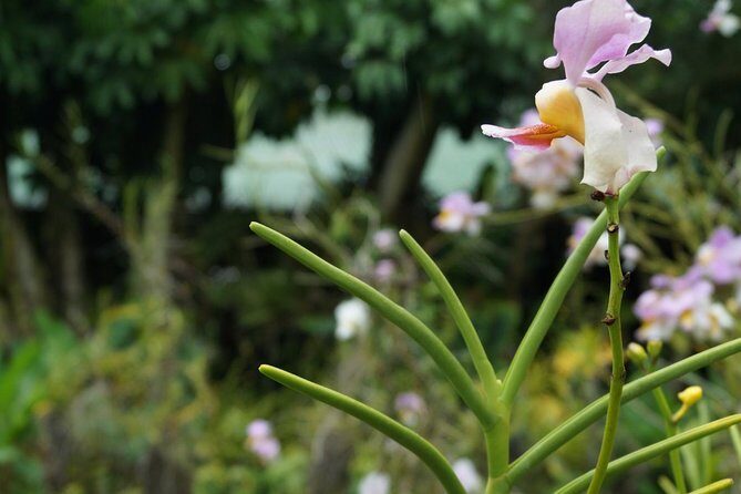 Vuda Lookout, Vesisei Village, Market, Temple & Garden of Sleeping Giant Tour - Practical Details and Tips