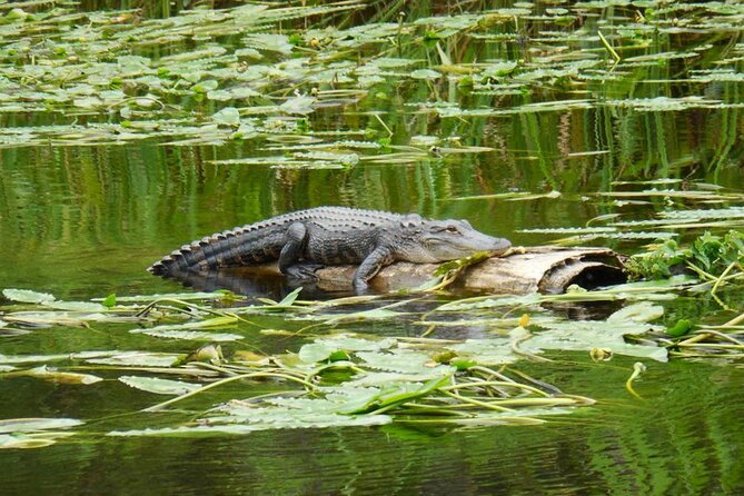 Waccamaw River Nature and Wildlife Tour - Wildlife Spotting Opportunities