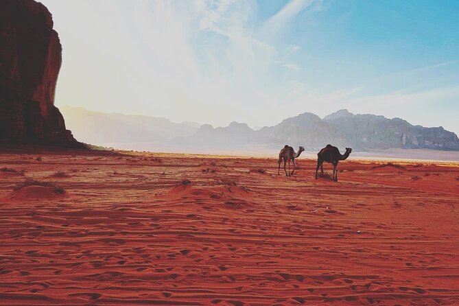 Wadi Rum Half-Day 4x4 and Camel Tour - Tour Details