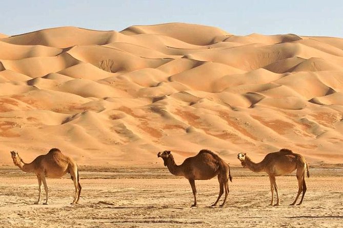 Wahiba Sands and Desert Safari From Muscat - Unforgettable Desert Adventure