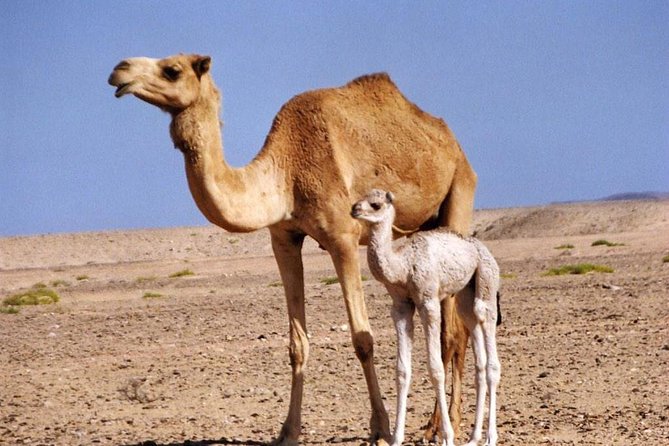 Wahiba Sands&Wadi Bani Khalid Desert Safari(Muscat Tours) - Bedouin Cultural Experience