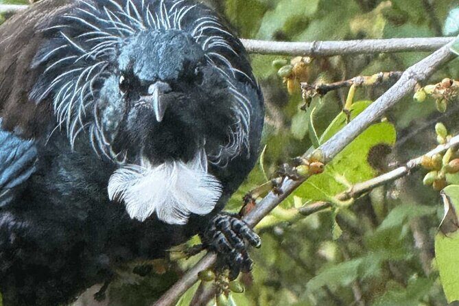 Waiheke Island Private Birding Tour - An Introduction to Waiheke Island Private Birding Tour