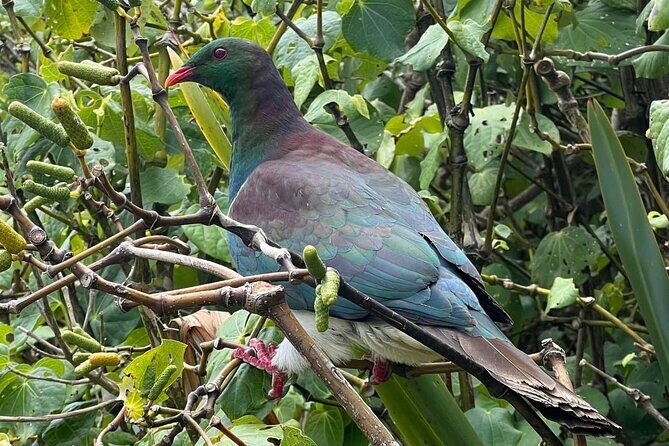 Waiheke Island Private Birding Tour - Practical Details and Tips