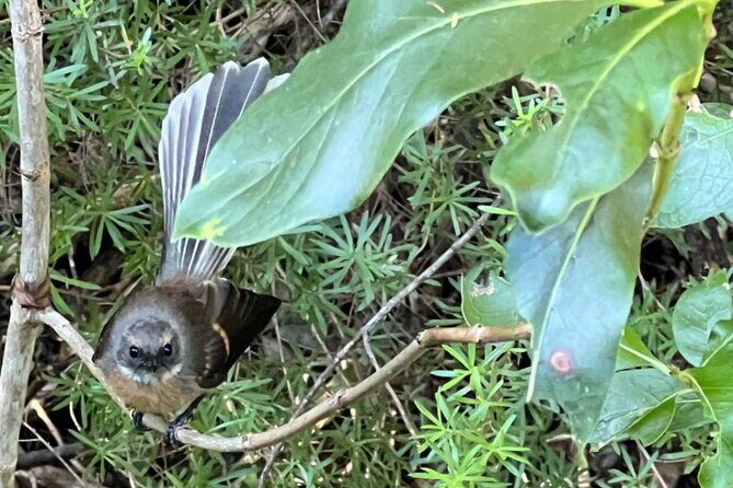 Waiheke Island Private Birding Tour - FAQ
