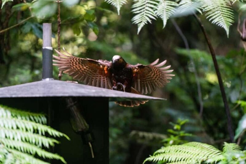 Waikato: Ancient Forest Guided Tour - Key Points