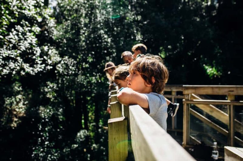 Waikato: Ancient Forest Guided Tour - An Immersive Walk through New Zealand’s Ancient Forest