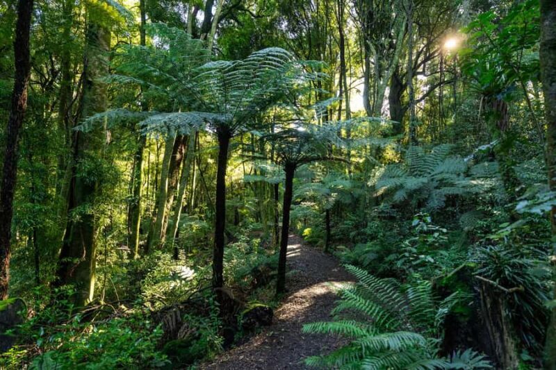 Waikato: Ancient Forest Guided Tour - The Landscape and Conservation Efforts