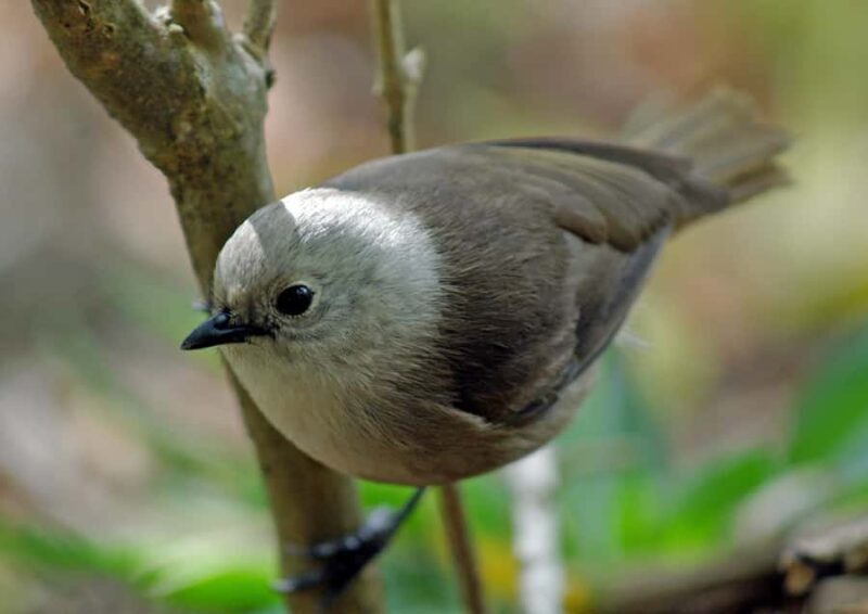 Waikato: Ancient Forest Guided Tour - The Sum Up