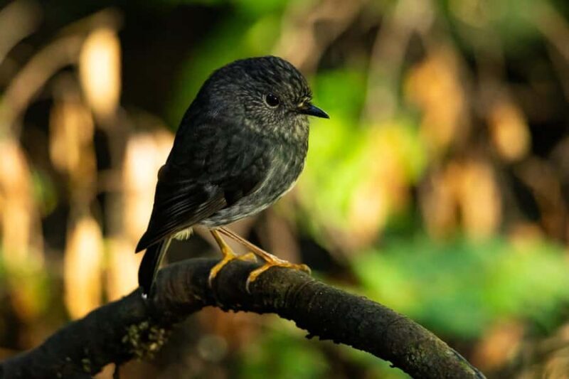 Waikato: Ancient Forest Guided Tour - FAQ