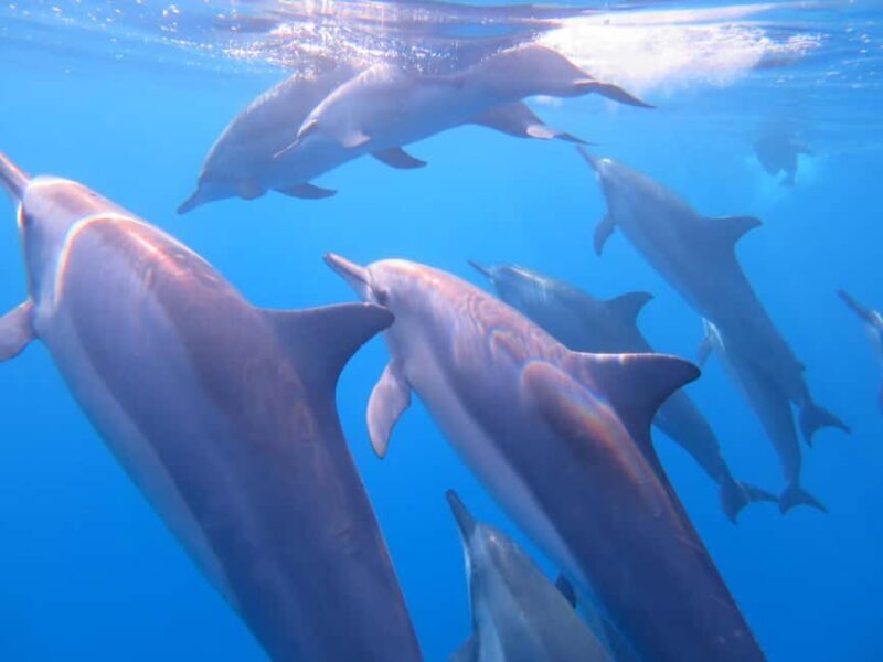 Waikiki: AM Paradise Honu Snorkeling - What’s Included & What’s Not