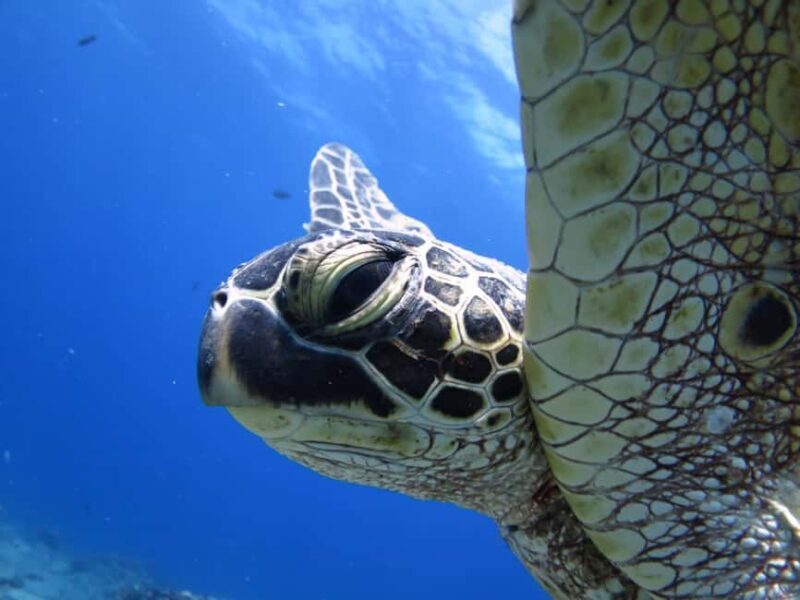 Waikiki: AM Paradise Honu Snorkeling - FAQs