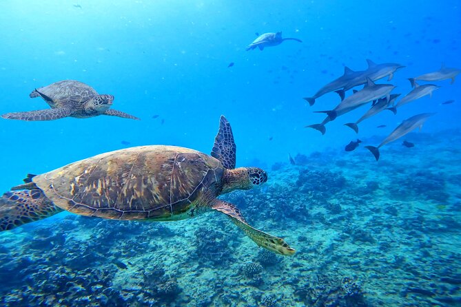 Waikiki Catamaran Escape: Snorkel With Turtles & Water Sports Fun - Tips for an Enjoyable Trip