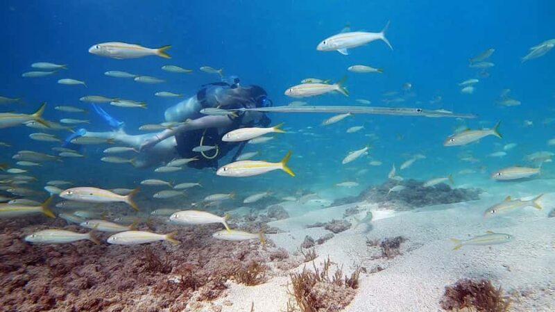 Waikiki: Honolulu Beginner Scuba Diving with Videos - Key Points