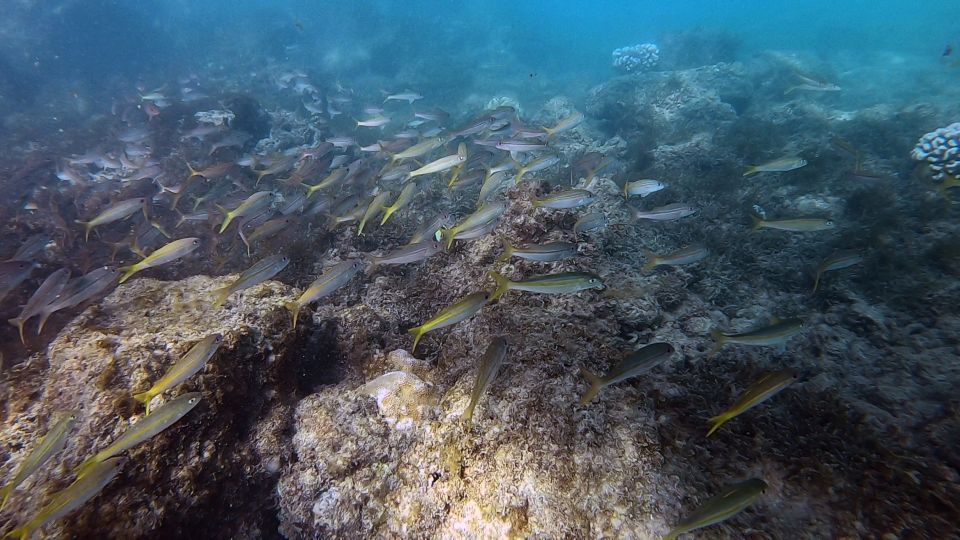 Waikiki: Honolulu Beginner Scuba Diving With Videos - Included in the Tour