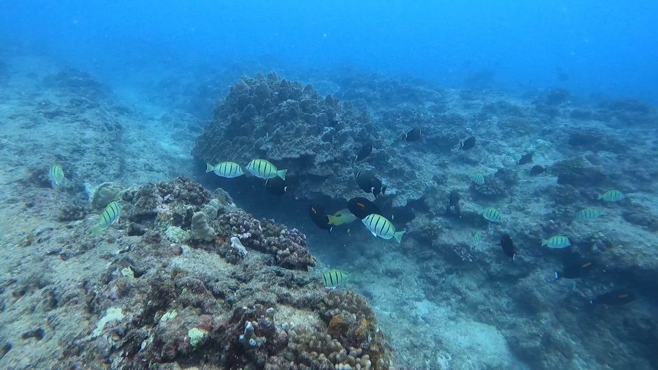 Waikiki: Honolulu Beginner Scuba Diving With Videos - Guided Dive Tour