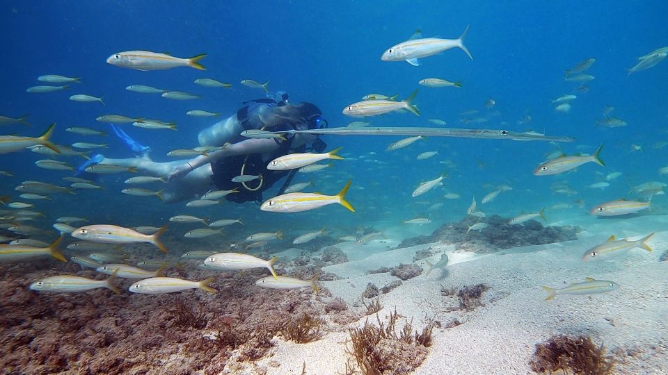 Waikiki: Honolulu Beginner Scuba Diving With Videos - Frequently Asked Questions