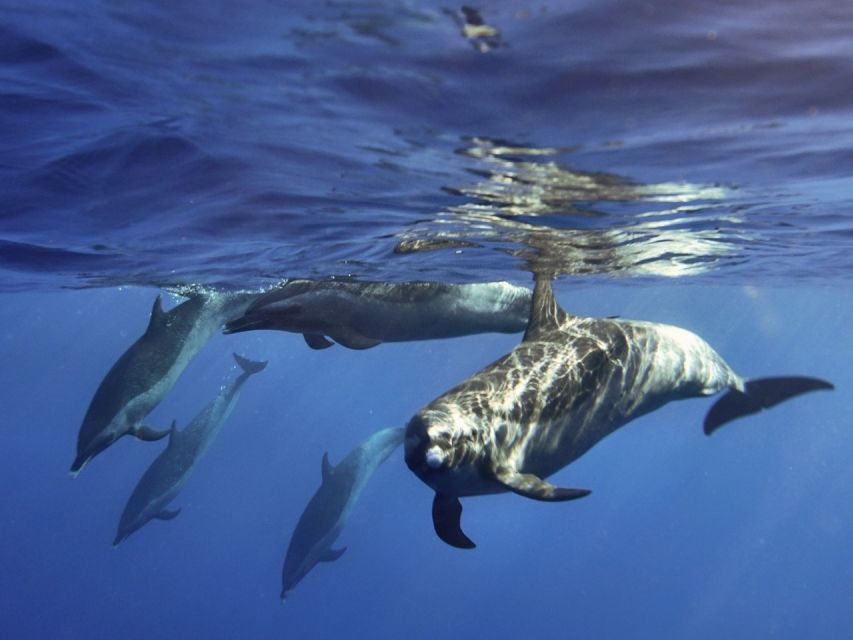 Waikiki: Monk Seal Bay Dolphin and Turtle Jet Snorkel Tour - Viewing Marine Wildlife