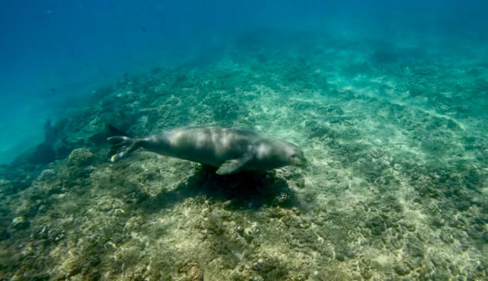 Waikiki: Monk Seal Bay Dolphin and Turtle Jet Snorkel Tour - Jet Scooter Experience