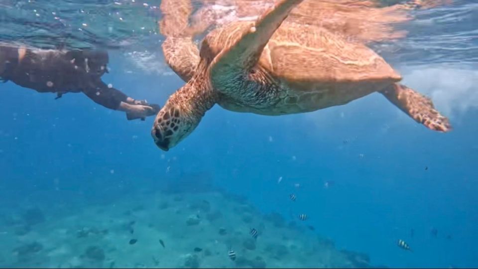 Waikiki: Monk Seal Bay Dolphin and Turtle Jet Snorkel Tour - Inclusions and Exclusions