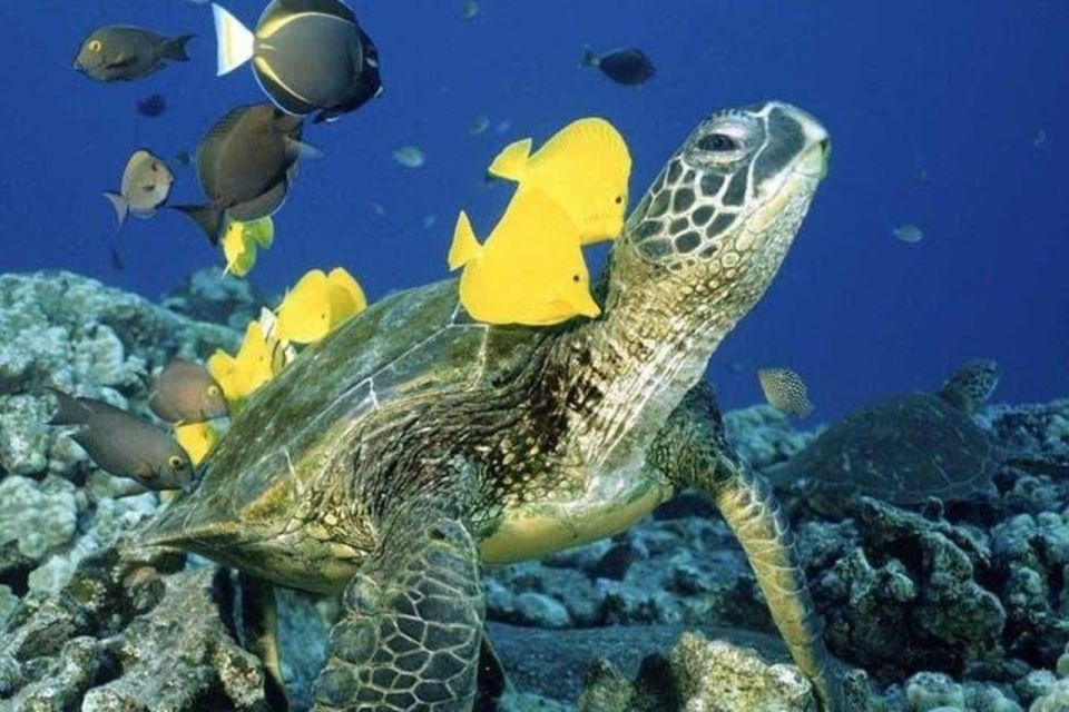 Waikiki: Sea Turtle Snorkeling Tour - Key Points