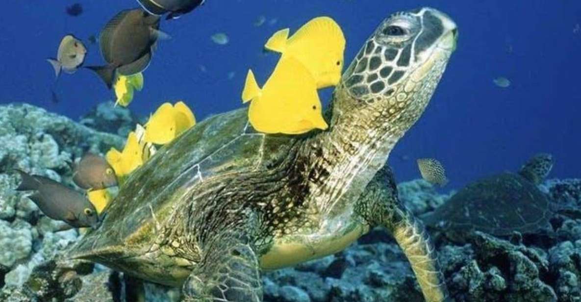 Waikiki: Sea Turtle Snorkeling Tour - Inclusions