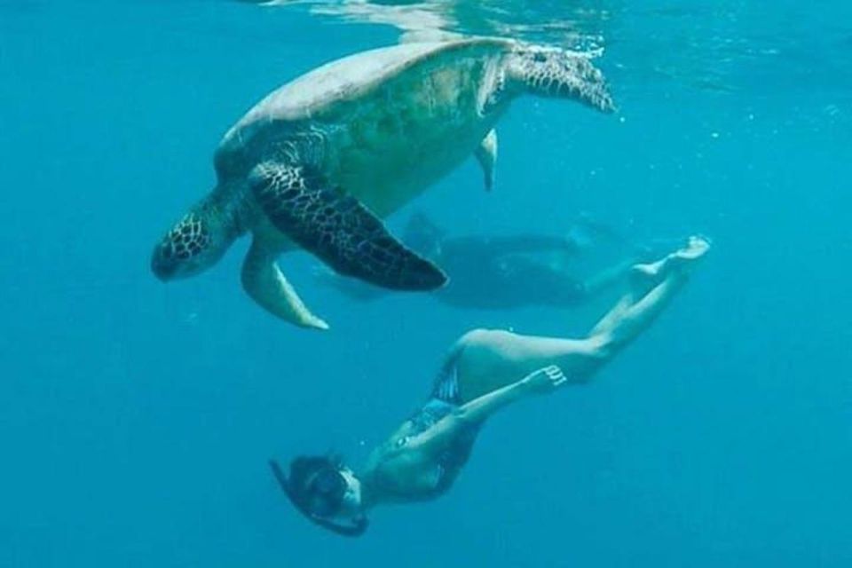 Waikiki: Sea Turtle Snorkeling Tour - Requirements