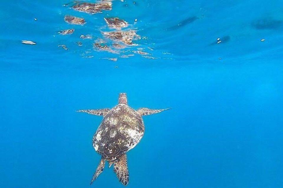 Waikiki: Sea Turtle Snorkeling Tour - Discovering Underwater Wonders
