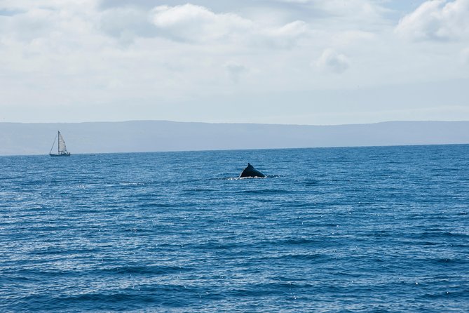 Waikiki Turtle Canyon Snorkel (2 Hours; Ala Wai Harbor, Oahu) - Logistics