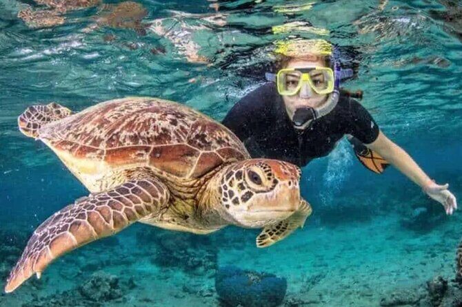 Waikiki Turtle Canyon Snorkeling and Swim Tour - Key Points